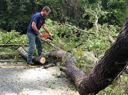 Best Stump Grinding and Removal  in Homer, IL