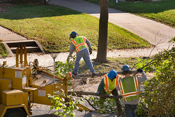 Best Tree Disease Treatment  in Homer, IL