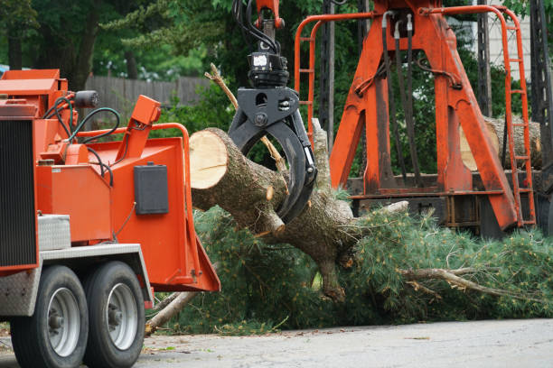 Best Tree Planting  in Homer, IL