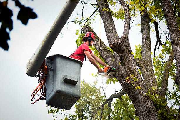 Best Utility Line Clearance  in Homer, IL