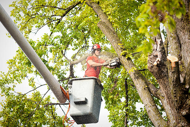 Best Seasonal Cleanup (Spring/Fall)  in Homer, IL